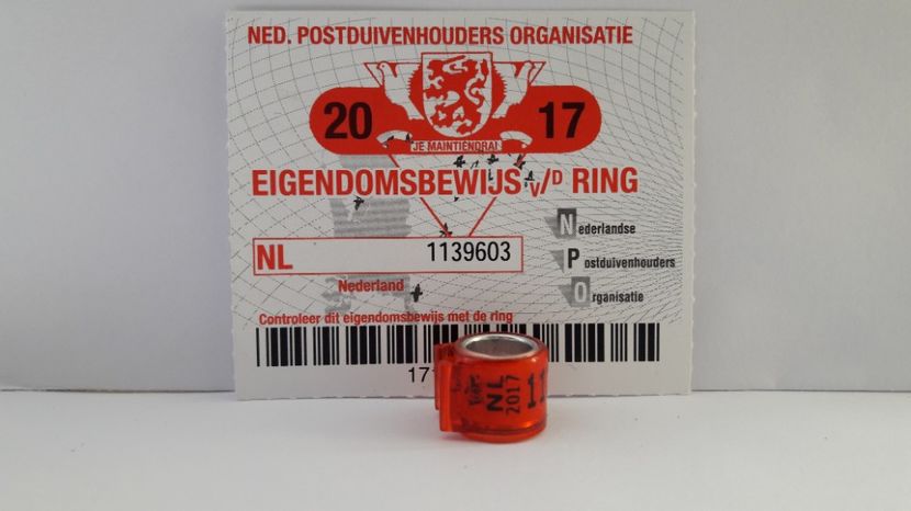 NL 2017 FCI - OLANDA - NL