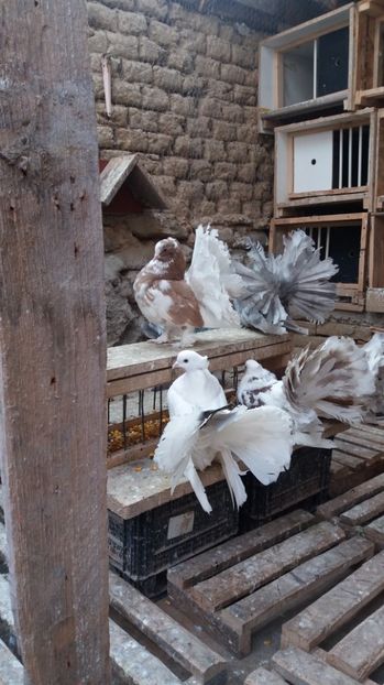 MG.LOFT - 3 VOLTATI INDIENI