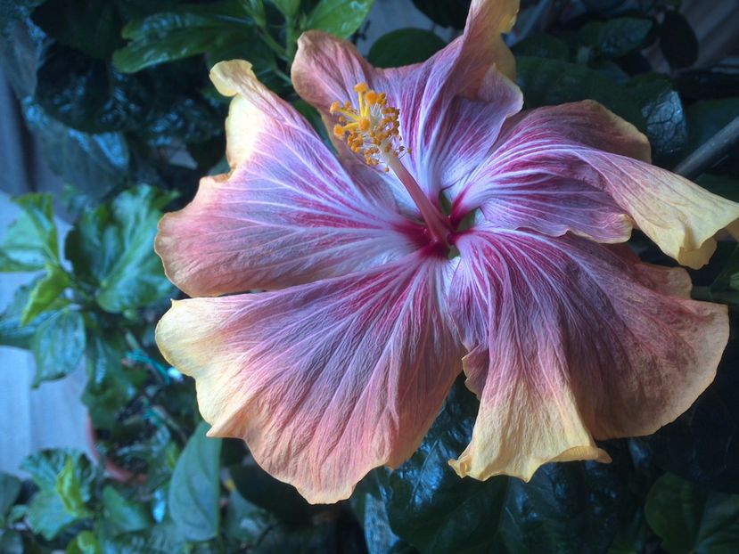 WIN_20170409_084616 - Tahitian Purple Ripple