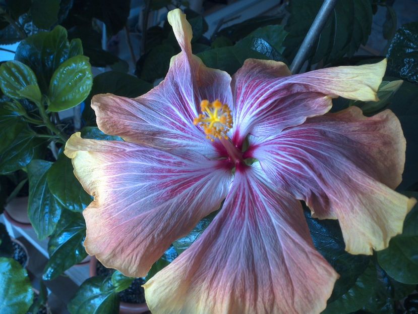 WIN_20170409_084624 - Tahitian Purple Ripple