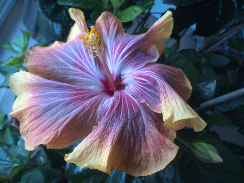 WIN_20170409_084630 - Tahitian Purple Ripple