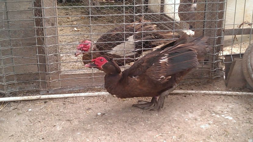 titanii - 0001 rate lesesti matca 2017