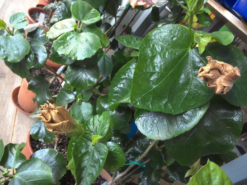 WIN_20170409_091459 - Moorea Silver Storm