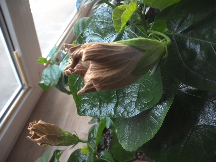 WIN_20170409_091514 - Moorea Silver Storm