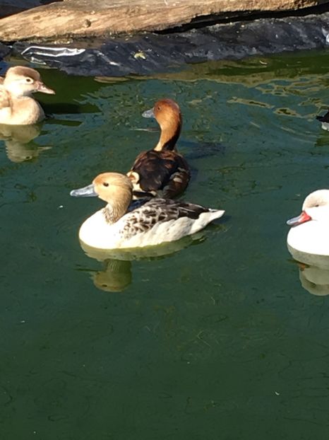  - Gisca Fluieratoare Galbena