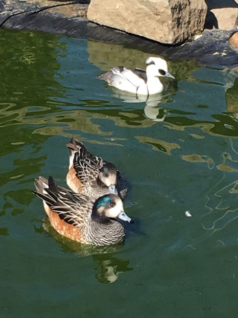  - Rata Fluieratore  De Chile