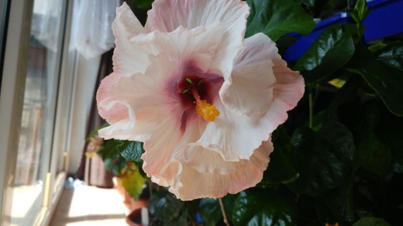  - Tahitian Midnight Magic