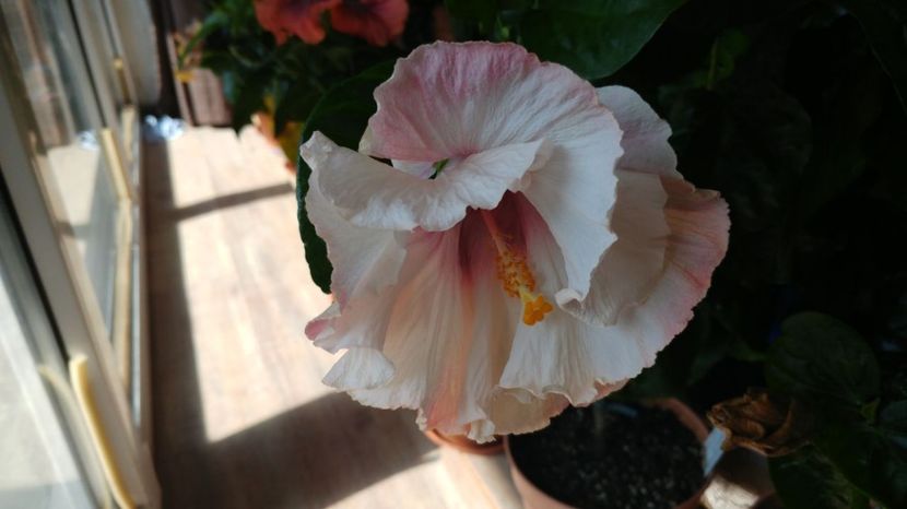  - Tahitian Midnight Magic