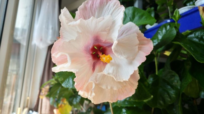  - Tahitian Midnight Magic