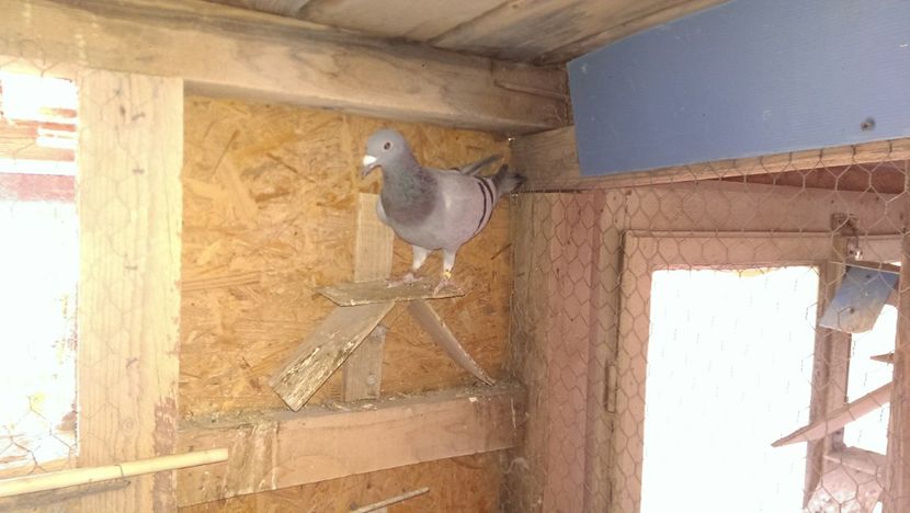 100% janssen - Porumbei JANSSEN