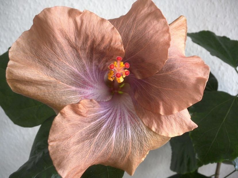 Moorea Mangy - 0Hibiscus in colectie infloriti