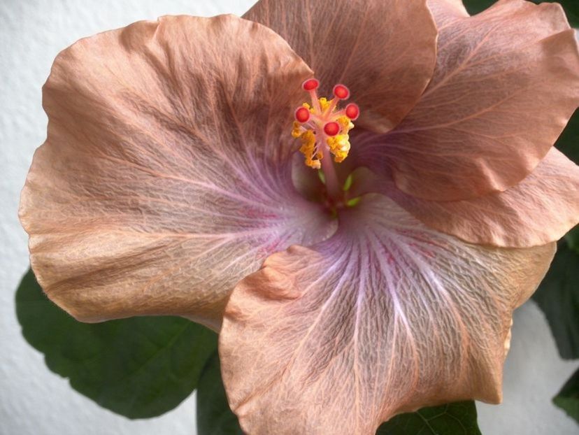 Moorea Mangy - 0Hibiscus in colectie infloriti