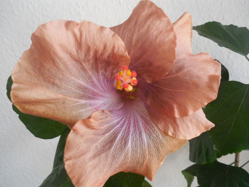 Moorea Mangy - 0Hibiscus in colectie infloriti