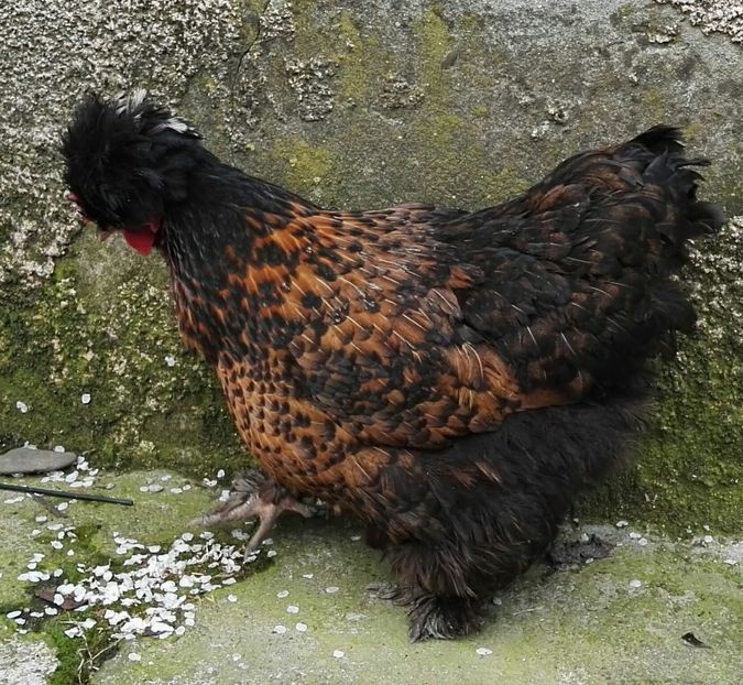  - Oua pentru incubat de vanzare