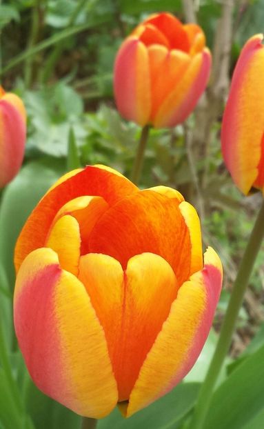 20170409_111633-1-1 - Primavara 2017