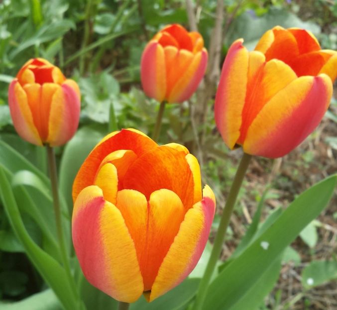 20170409_111633-1 - Primavara 2017