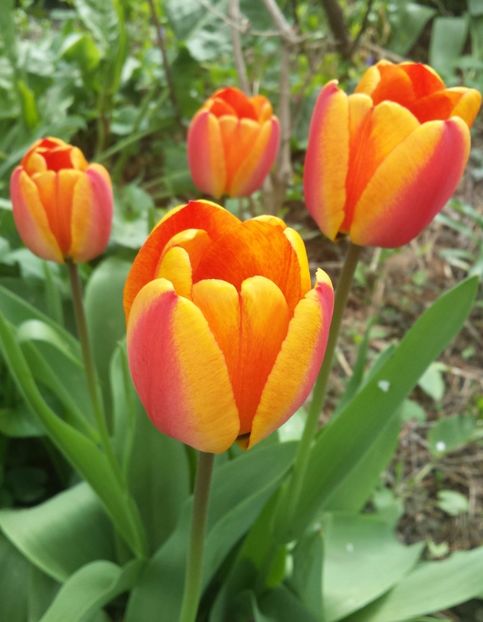 20170409_111644-1 - Primavara 2017