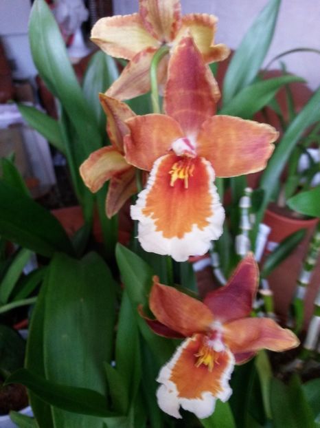 wilsonara 2017.02.26 2 - wilsonara 2017