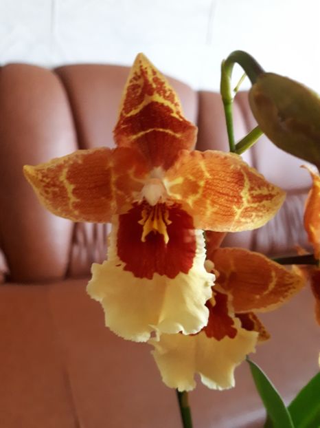 wilsonara 2017.04.09 2 - wilsonara 2017