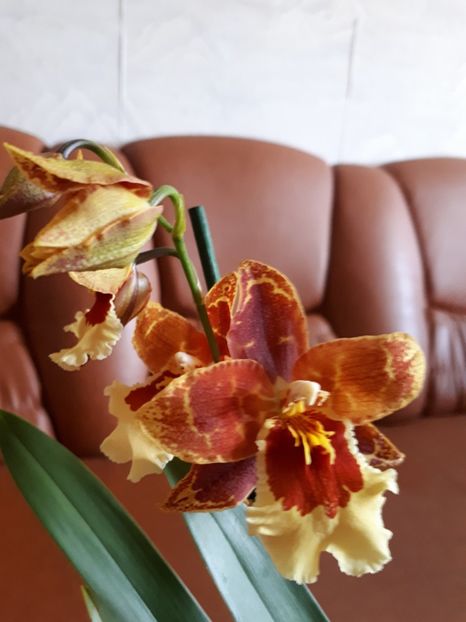 wilsonara 2017.04.09 3 - wilsonara 2017