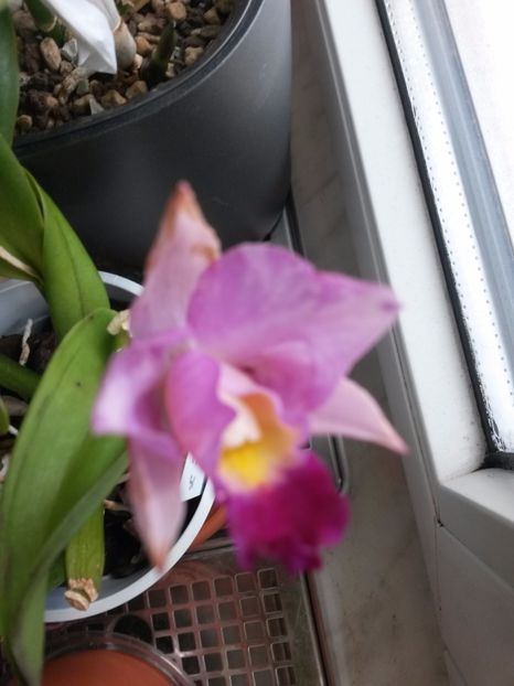 cattleya roz deschis 1 2017.02.25 - catt 2017