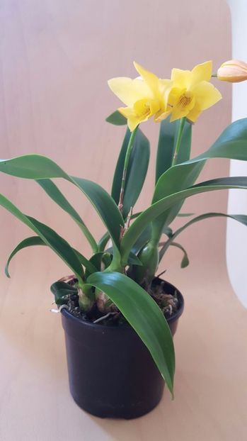 cattleya galbena lc.gold digger 2017.03.17 - catt 2017