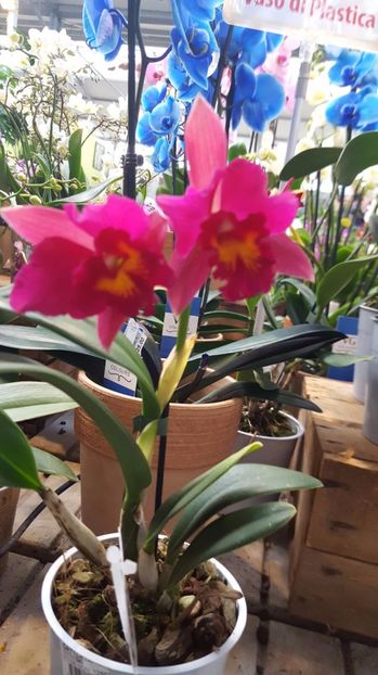 cattleya mov Blc. Sanyung Ruby 2017.03.18 2 - catt 2017