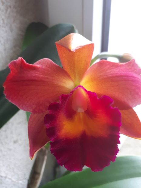 cattleya pot.chief sweet orange 2017.03.25 2 - catt 2017