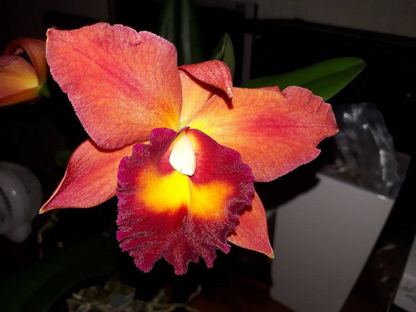 cattleya pot.chief sweet orange 2017.03.30 1 - catt 2017