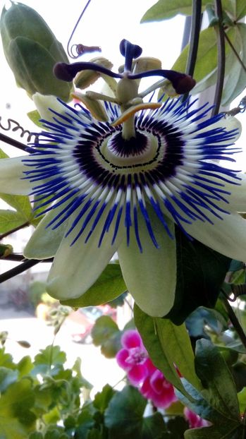 P_20170409_130150_3_BF_p - Passiflora