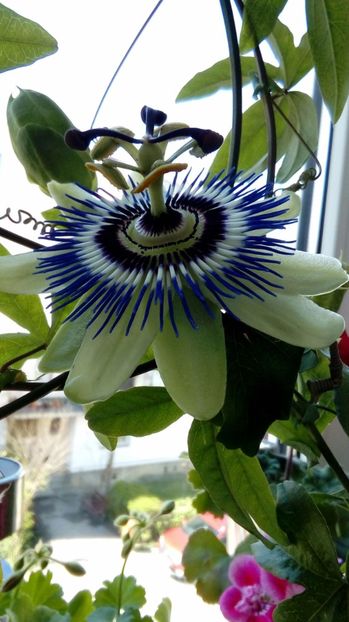 P_20170409 - Passiflora
