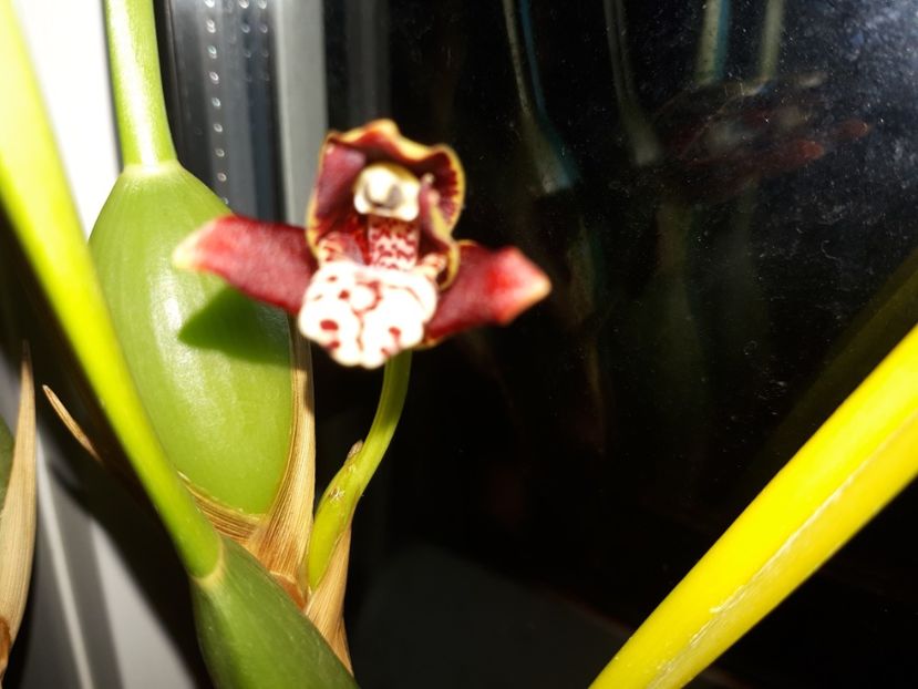 maxillaria tenuifolia 2017.03.28 3 - maxillaria