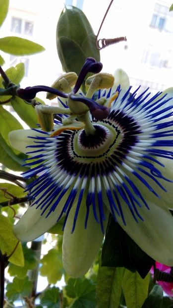 P_20170409_130135_1_BF_p - Passiflora