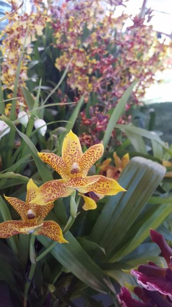 z propetalum bay de aur 2017.03.17 1 - zygo 2017