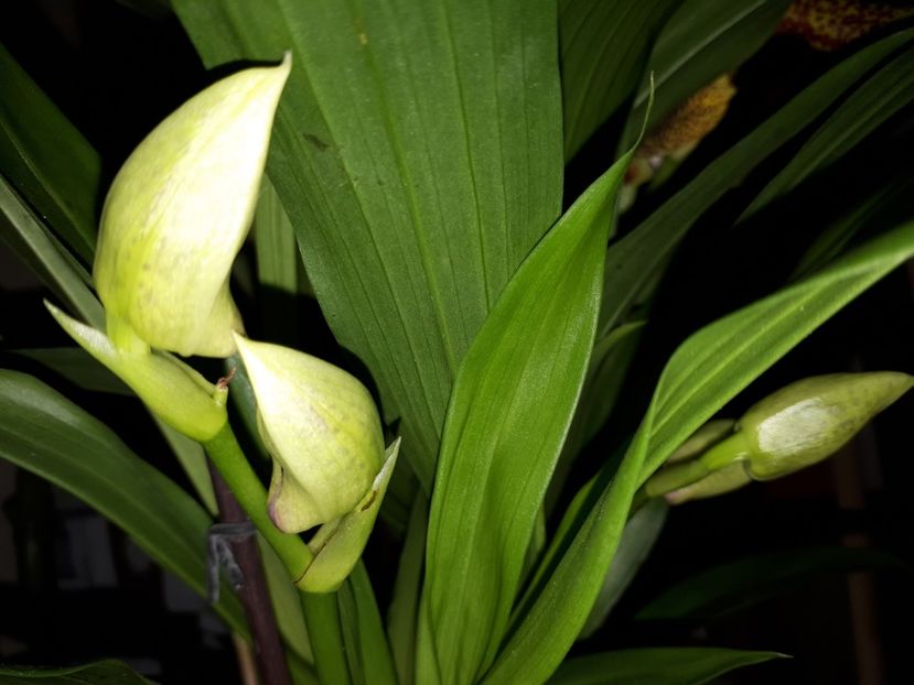 z propetalum bay de aur 2017.04.09 2 - zygo 2017