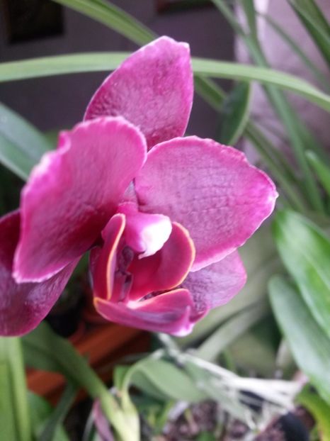 phale black jack 2017.02.12 - phale 2017