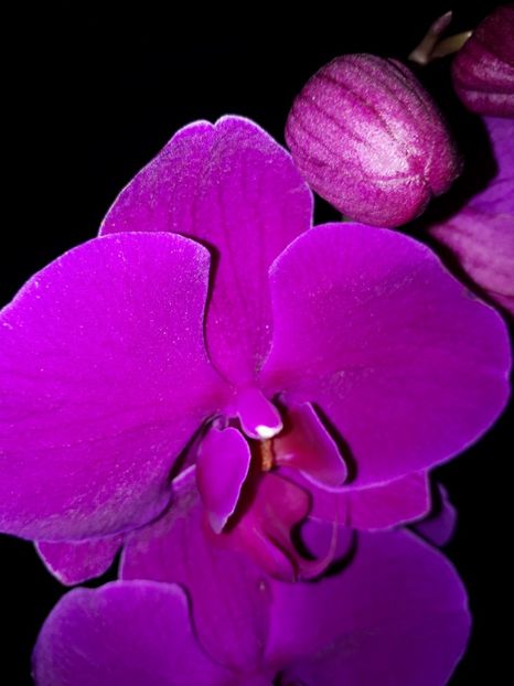 phale mov mare 2017.04.09 - phale 2017