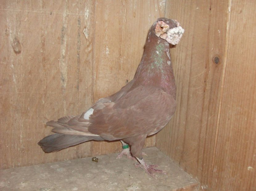  - Carunculati de oradea