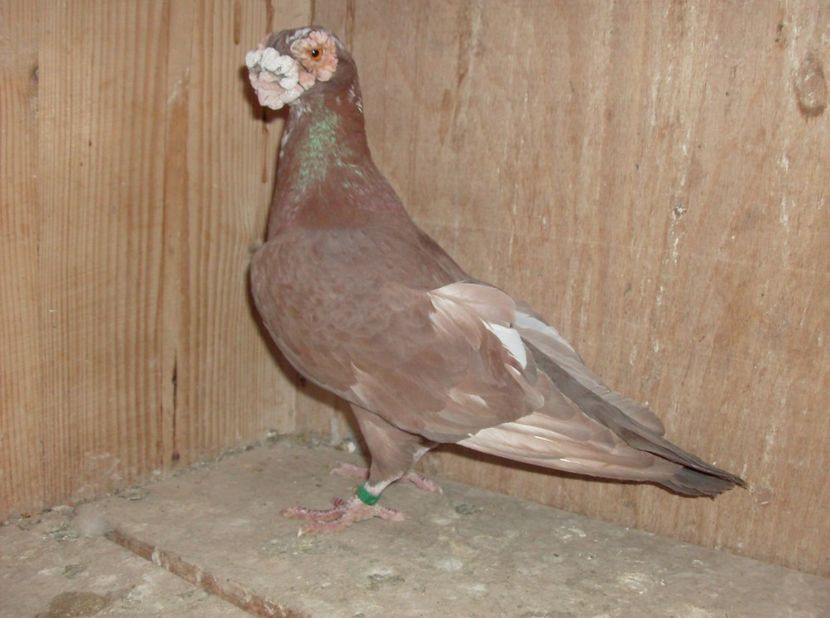  - Carunculati de oradea