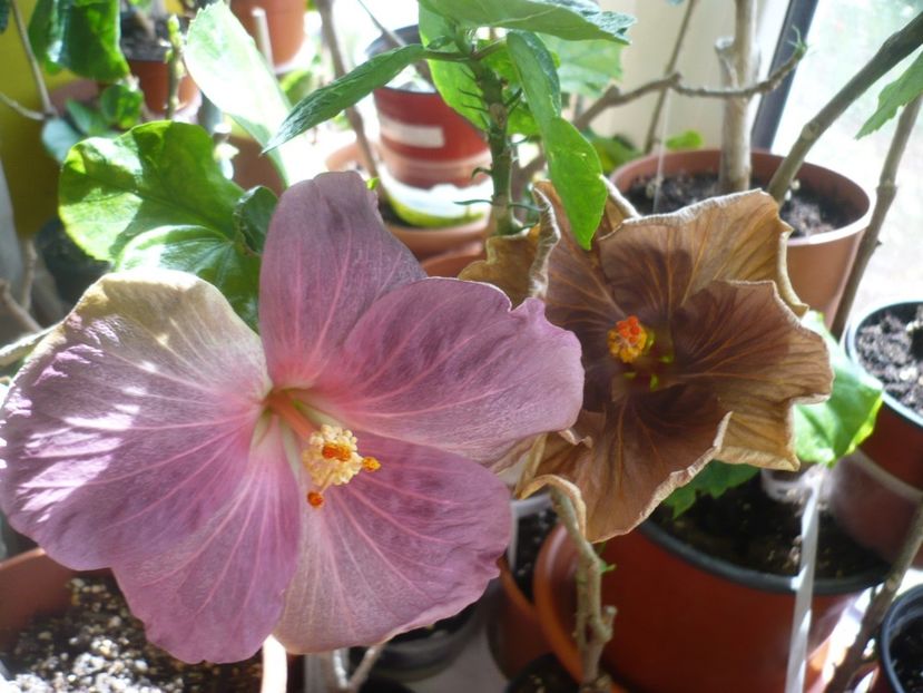 P1310461 - HIBISCUSI 2017-1