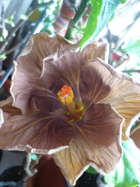 P1310459 - HIBISCUSI 2017-1