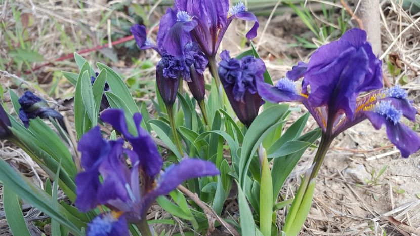 20170406_114545(0) - PRIMAVARA  2017