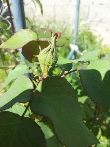  - Primavara - Vara 2017