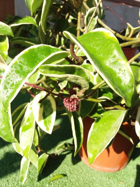  - Hoya krimson queen