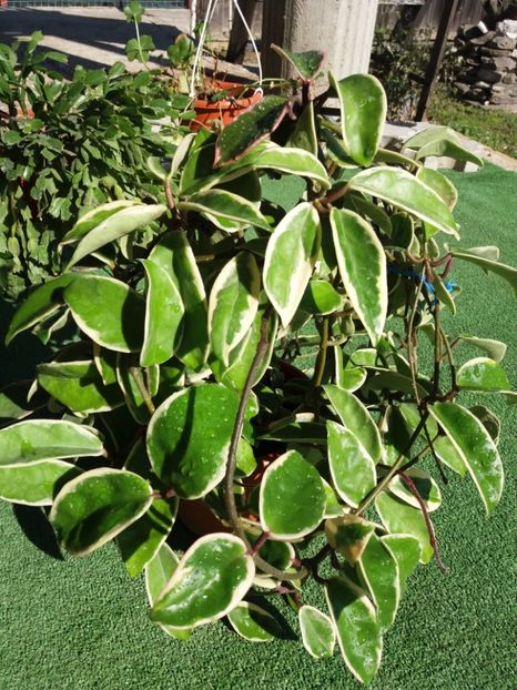  - Hoya krimson queen