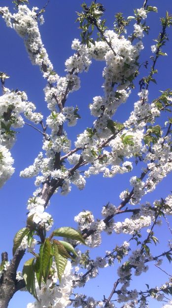 09.04.017 De Florii,Cireș - Flori de gradina 2017