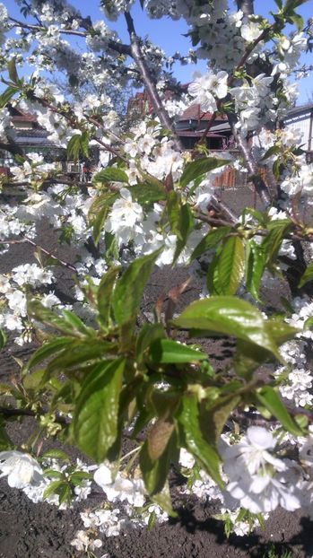  - Flori de gradina 2017