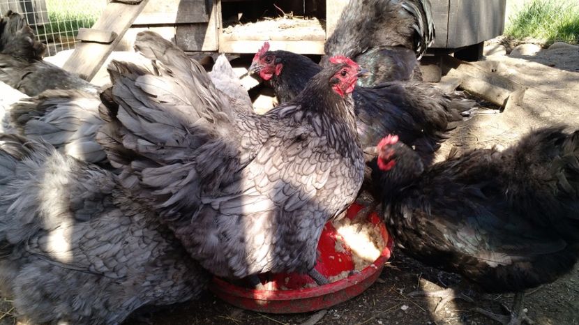  - Oua Australorp pentru incubat 2018