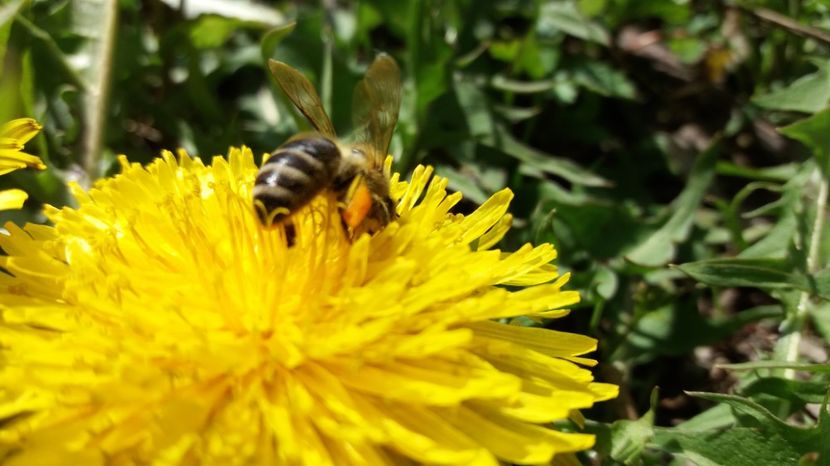  - 000000000000000 DESPRE MINE