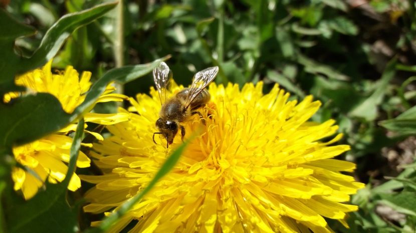  - 000000000000000 DESPRE MINE